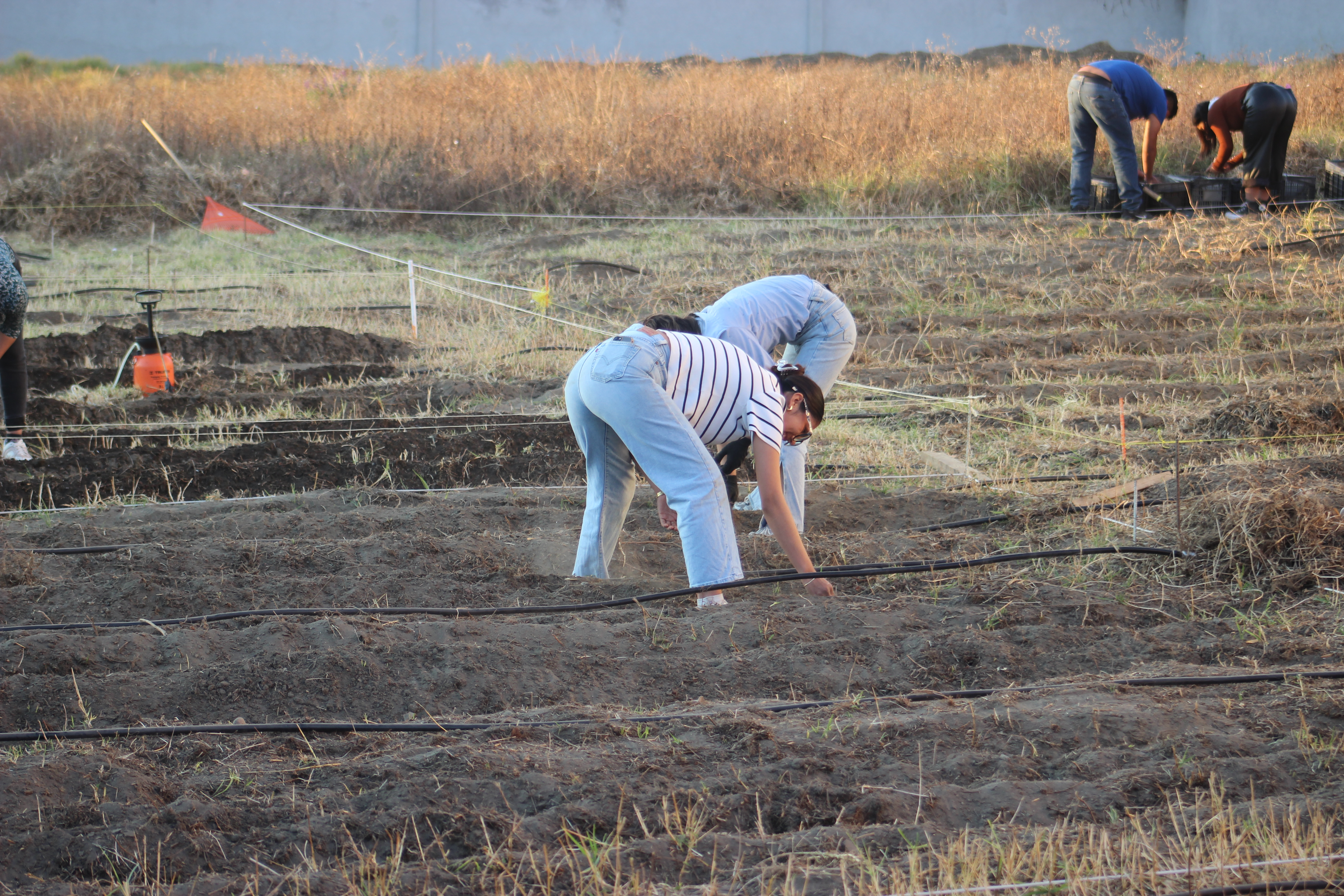 Establecimiento de cultivos