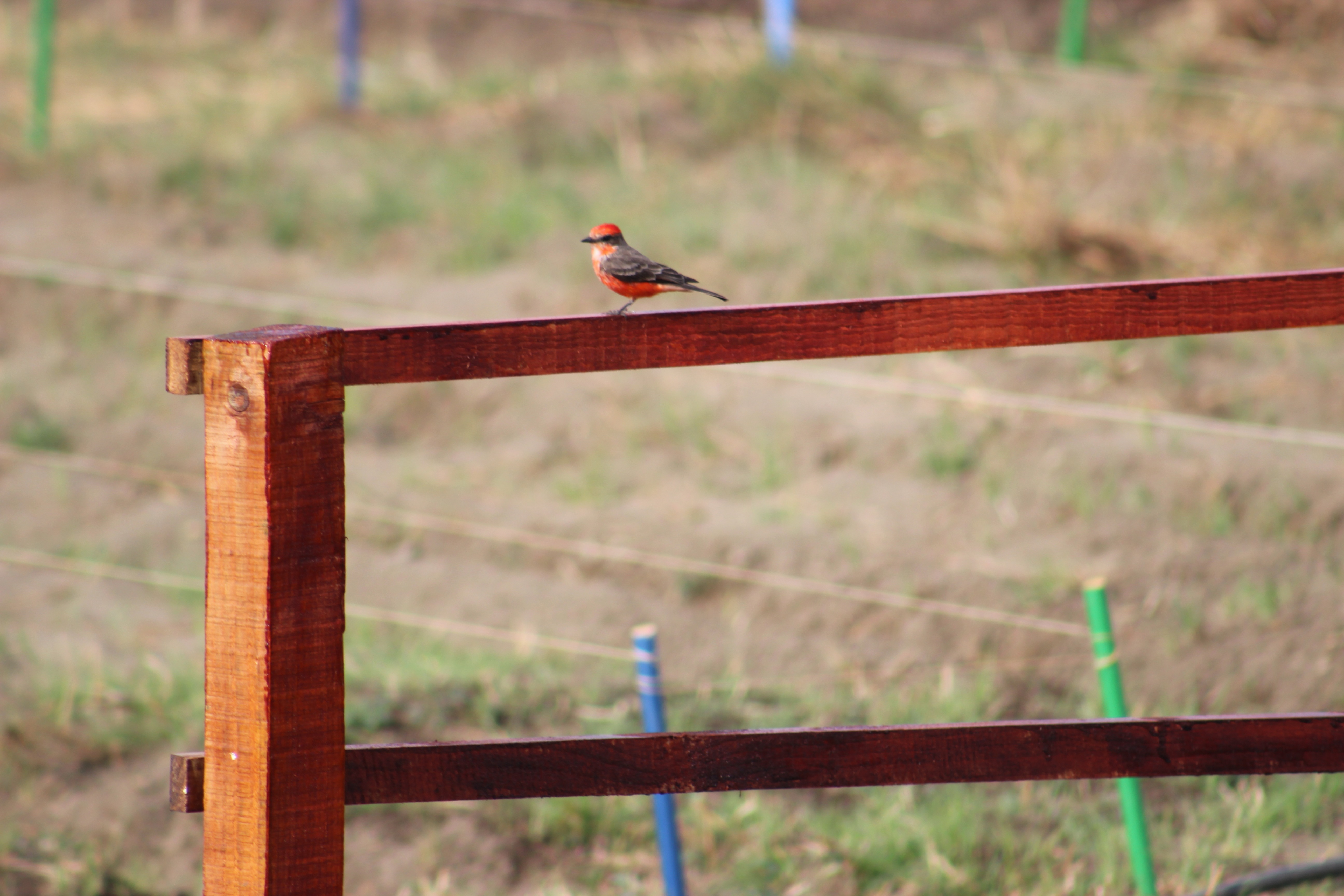 Imagen del Proyecto Gorrión